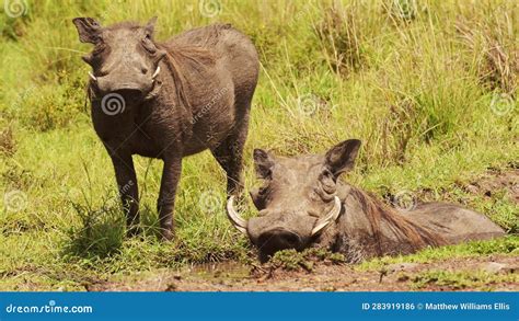 Two Warthogs Wallowing In Shallow Puddle Of Mud In The African Masai