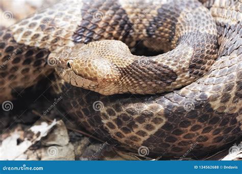 Northern Copperhead Venomous Pit Viper Found In Eastern North America