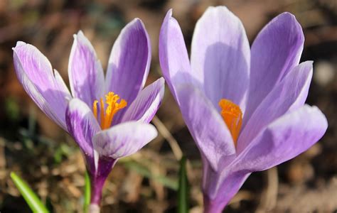 Top 10 Autumn And Winter Flowering Bulbs Thompson And Morgan