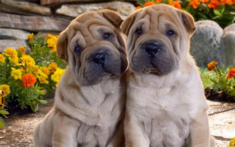 Beautiful Twin Dogs Pictures Wallpapers HD / Desktop and Mobile Backgrounds