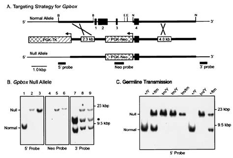 Generation Of Mouse Cell Lines Lacking Gpbox A The Top Diagram Is A