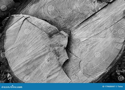 Tree trunk cross section stock image. Image of circle - 179608447