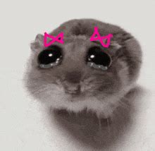 Sad Hamster Meme - Sad hamster - Discover & Share GIFs