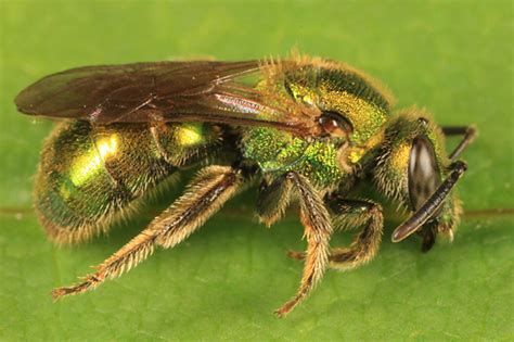 Sweat Bee Augochlorella Aurata Bugguidenet