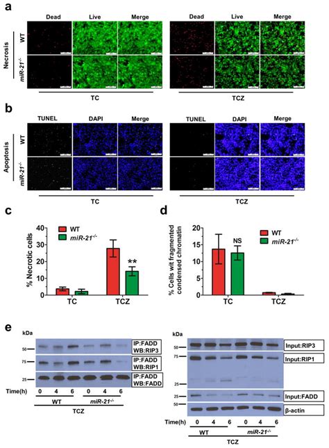 The Oncogenic Microrna Mir 21 Promotes Regulated Necrosis In Mice