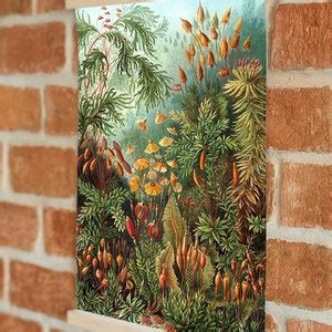 Ilustracja Botaniczna Mosses Print Formy Sztuki W Przyrodzie Plakat