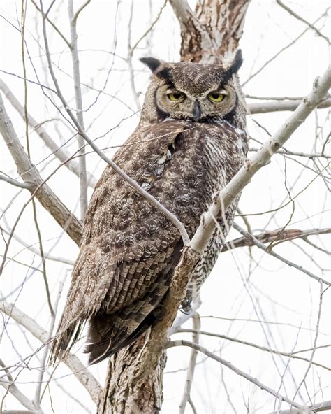 Great Horned Owl Photos