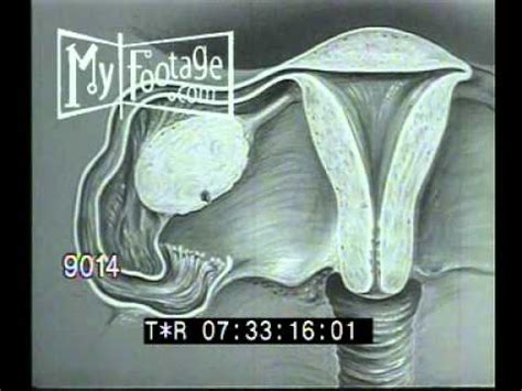 1950s Sex Education Reproductive Organs YouTube