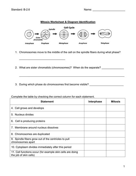 Mitosis Worksheet Answer Key Mitosis Phases Worksheet Gallery