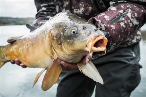 Carp Fishing Tips and Techniques for Beginners | Fishing Munk