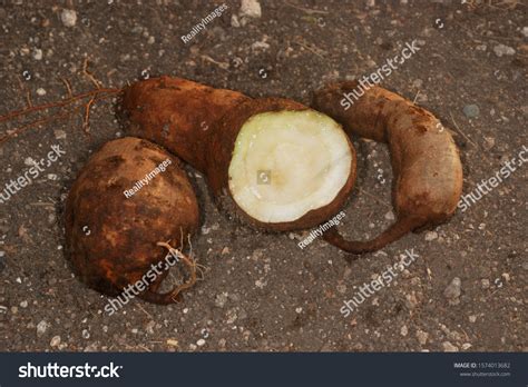 Tuberous Root Ipomoea Mauritiana Called Vidari Stock Photo 1574013682