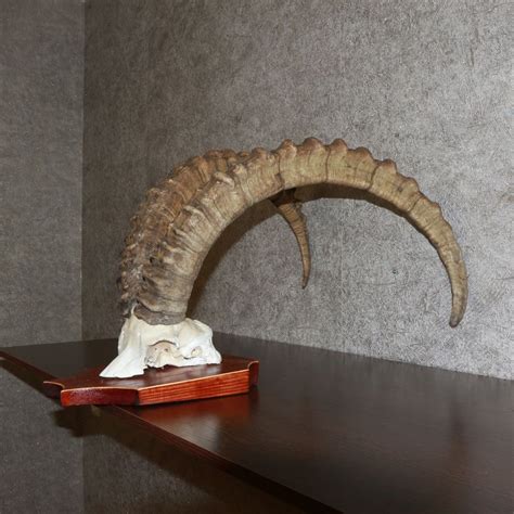 SIBERIAN IBEX - TAXIDERMY HORNS FOR SALE - WILD GOAT - ST3320