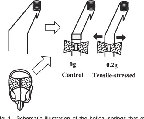 Figure From Tensile Stress Stimulates The Expression Of Osteogenic