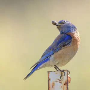 Western Bluebird - Facts, Diet, Habitat & Pictures on Animalia.bio