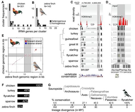 Trna Gene Clustering And Conservation In Bird Genomes Histograms For