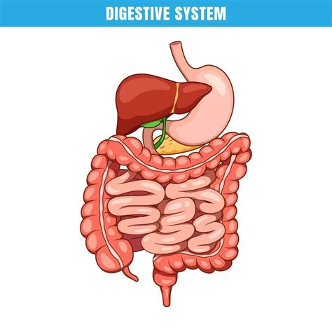 Anatomy Of The Human Digestive System Intrnal Organ Digestive System Vector 33056738 Vector