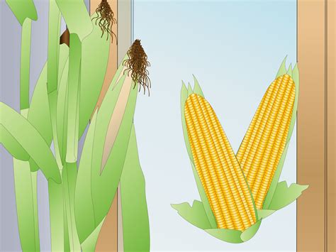 How to Grow Corn Indoors: 10 Steps (with Pictures) - wikiHow