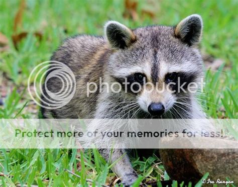 Sick Raccoon — Digital Grin Photography Forum