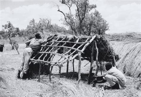 Basha Building In The Bush 4th Uganda Battalion Kings African