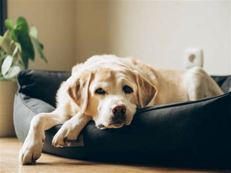 Les Signaux D Apaisement Chez Le Chien