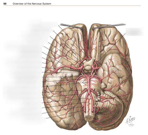 Neuroscience Lab Diagram Quizlet