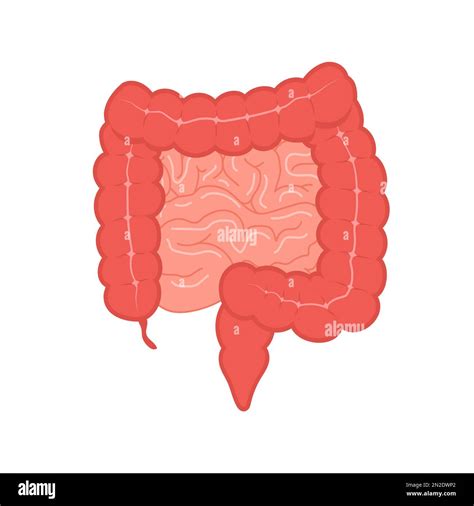 Anatomy of the colon. Intestine icon. Human internal organ. Health ...