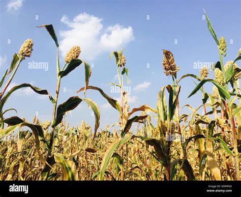 Indian farm land Stock Photo - Alamy