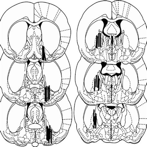 Locations Of Microdialysis Probes In The Nucleus Accumbens Nac Left