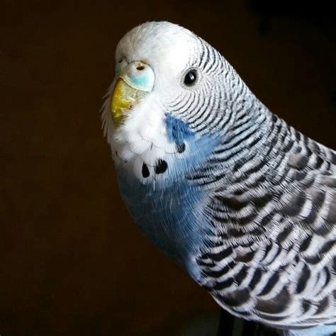 Emoji the parakeet. | Animals beautiful, Parakeet, Birds