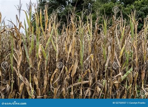 Drought Damaged Corn Crop Stock Image Image Of Drought 52755937