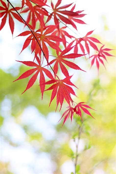 Close-Up Photo of Maple Leaves · Free Stock Photo