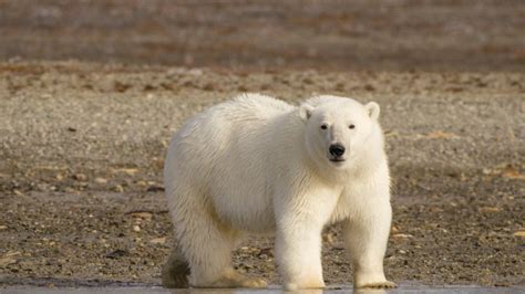 Longer Summers Put Polar Bears at Risk for Starvation - The Good Men ...