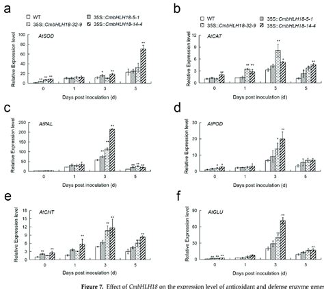 Effect Of Cmbhlh On The Expression Level Of Antioxidant And Defense