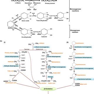 Detailed Mechanism Of Aerobic Degradation Of Hydrocarbons An Organic