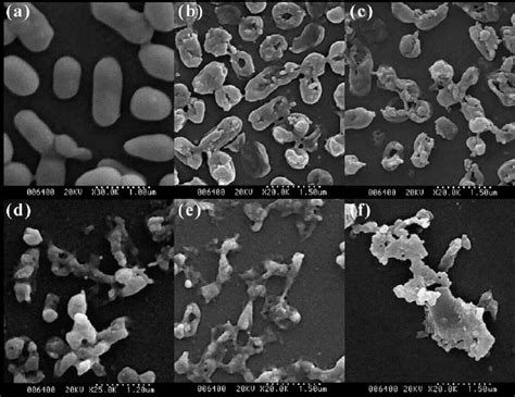 Sem Photographs Of E Coli Untreated Control A And Spores Exposed