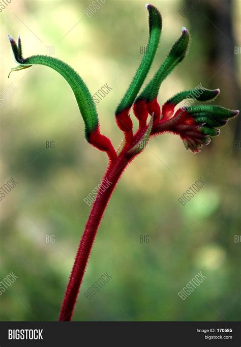 Flowers - Kangaroo Paw Image & Photo (Free Trial) | Bigstock