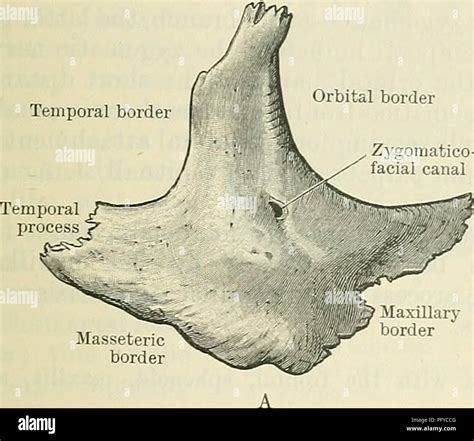 Zygomatic Bone Anatomy