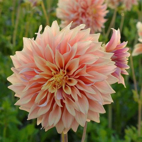 Dalia Dekoracyjna Tyrell 1 Szt FlowersBulbs Cebulki Kwiatowe