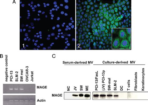 Figure From Tumor Derived Microvesicles Promote Regulatory T Cell