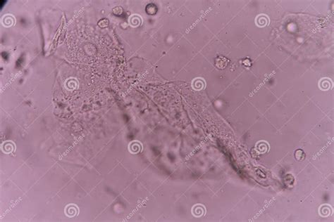 epithelial cell stock image image  symbol hand epithel