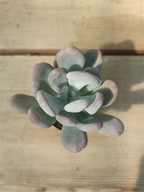 Pachyphytum Bracteosum Succulentes Et Jolies Plantes