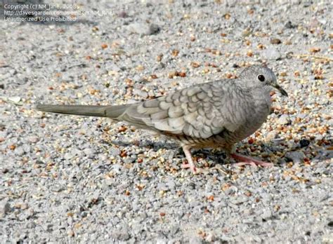 Bird Pictures Inca Dove Columbina Inca By Growin