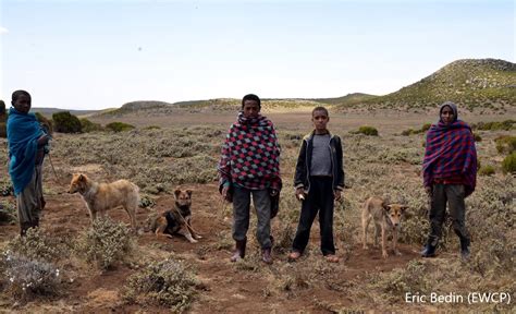 Managing disease in Ethiopian wolves | PANORAMA