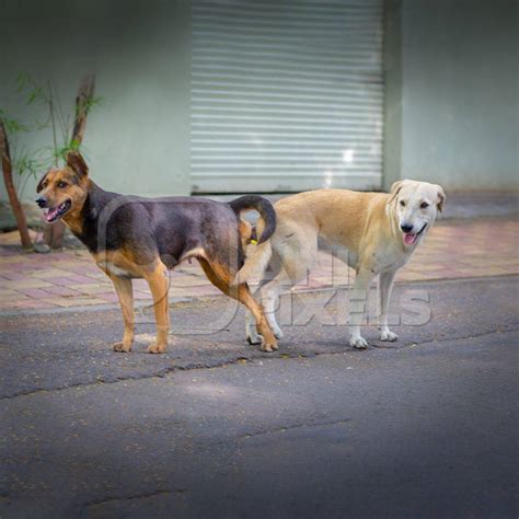 Indian street or stray dogs mating in a tie in the road in an urban city in Maharashtra in India ...