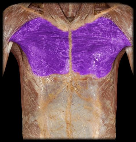 Shoulder Muscles Of The Cadaver Flashcards Quizlet