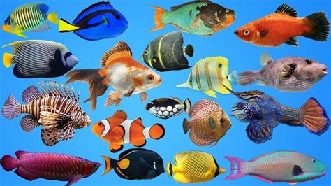 Pacific Ocean Animals List