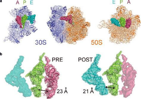 The Trna Binding Sites On The Ribosome A The Bacterial Ribosome