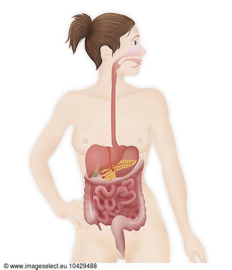 Digestive System Digestive System Illustration Anatomy Abdomen