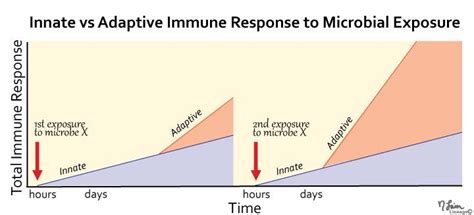 Innate Vs Adaptive Immunity Immunology Medbullets Step 1