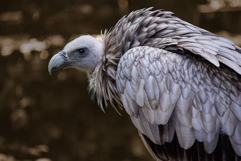 Online Crop Hd Wallpaper Snow Vulture Himalayan Griffon Vulture